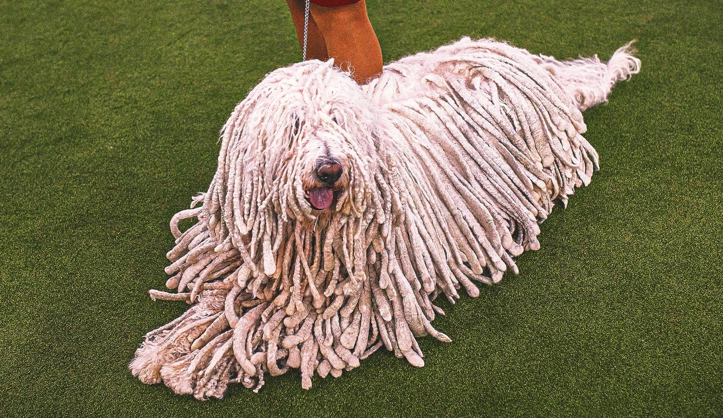 赏金国际pg - 2026 WKC Dog Show：一次关于冠军之路的深度解析